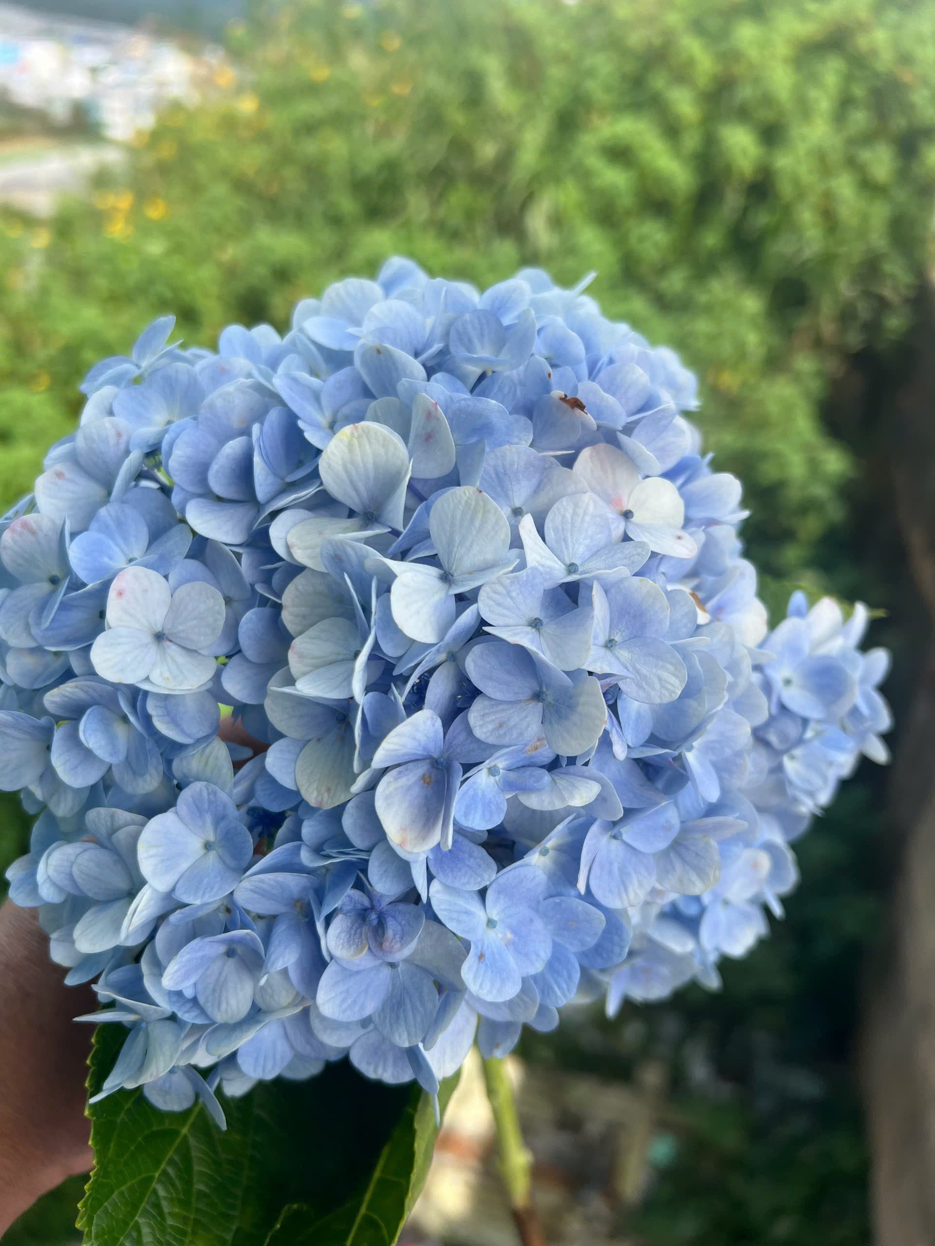 Thế giới hoa tươi